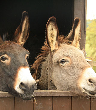 ane cevennes camping - Toerisme Cevennen